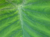 Veined Leaf
